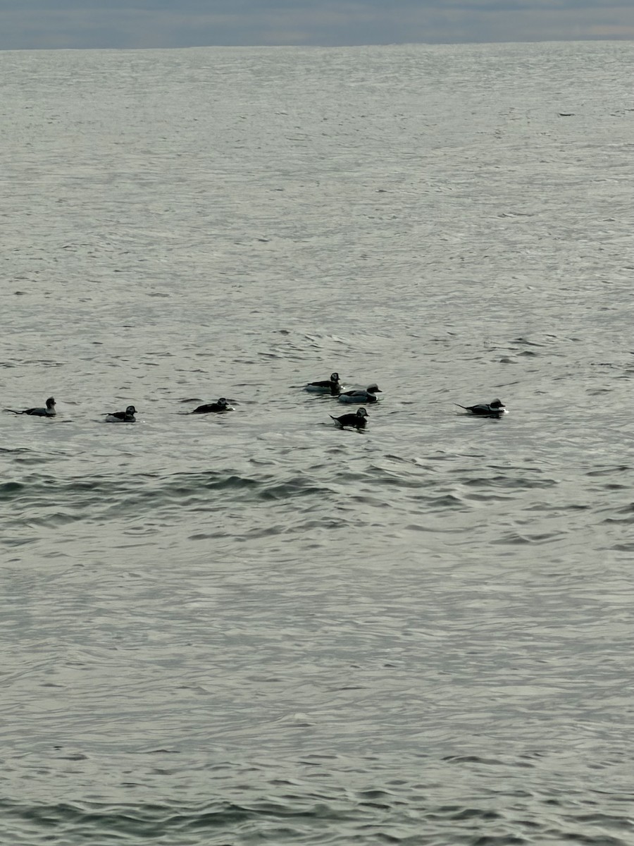Long-tailed Duck - ML646202825