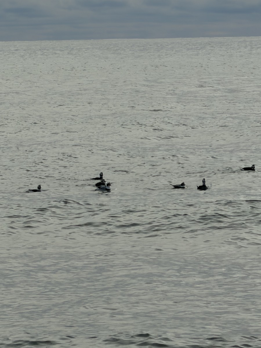 Long-tailed Duck - ML646202826