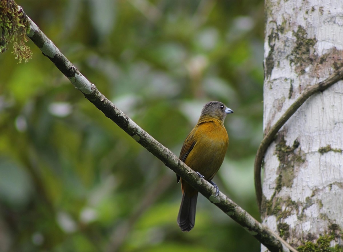 Scarlet-rumped Tanager (Passerini's) - ML646202827