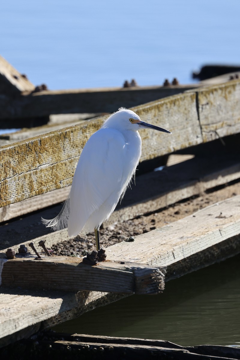 Snowy Egret - ML646202828