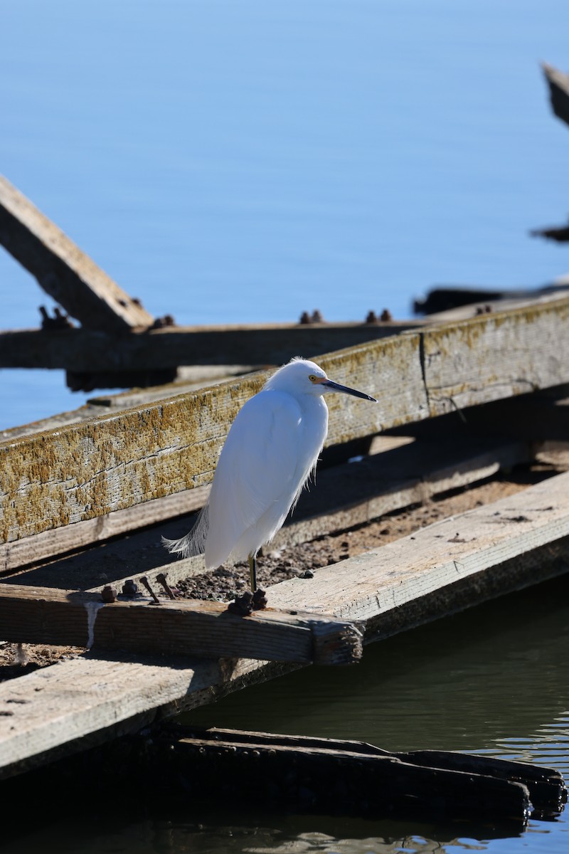 Snowy Egret - ML646202829
