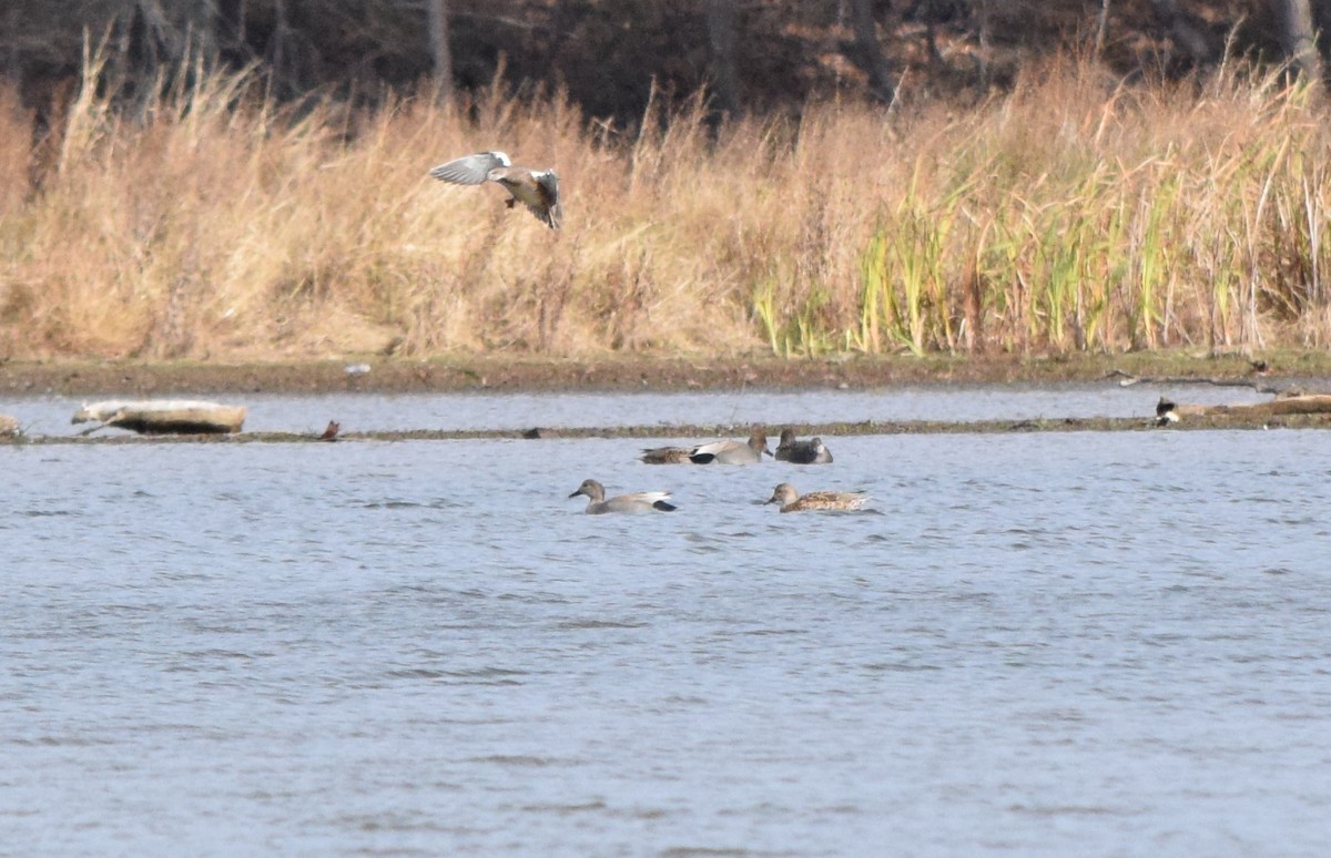 Gadwall - ML646202831