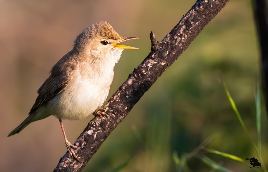 Eastern Olivaceous Warbler - ML646202833