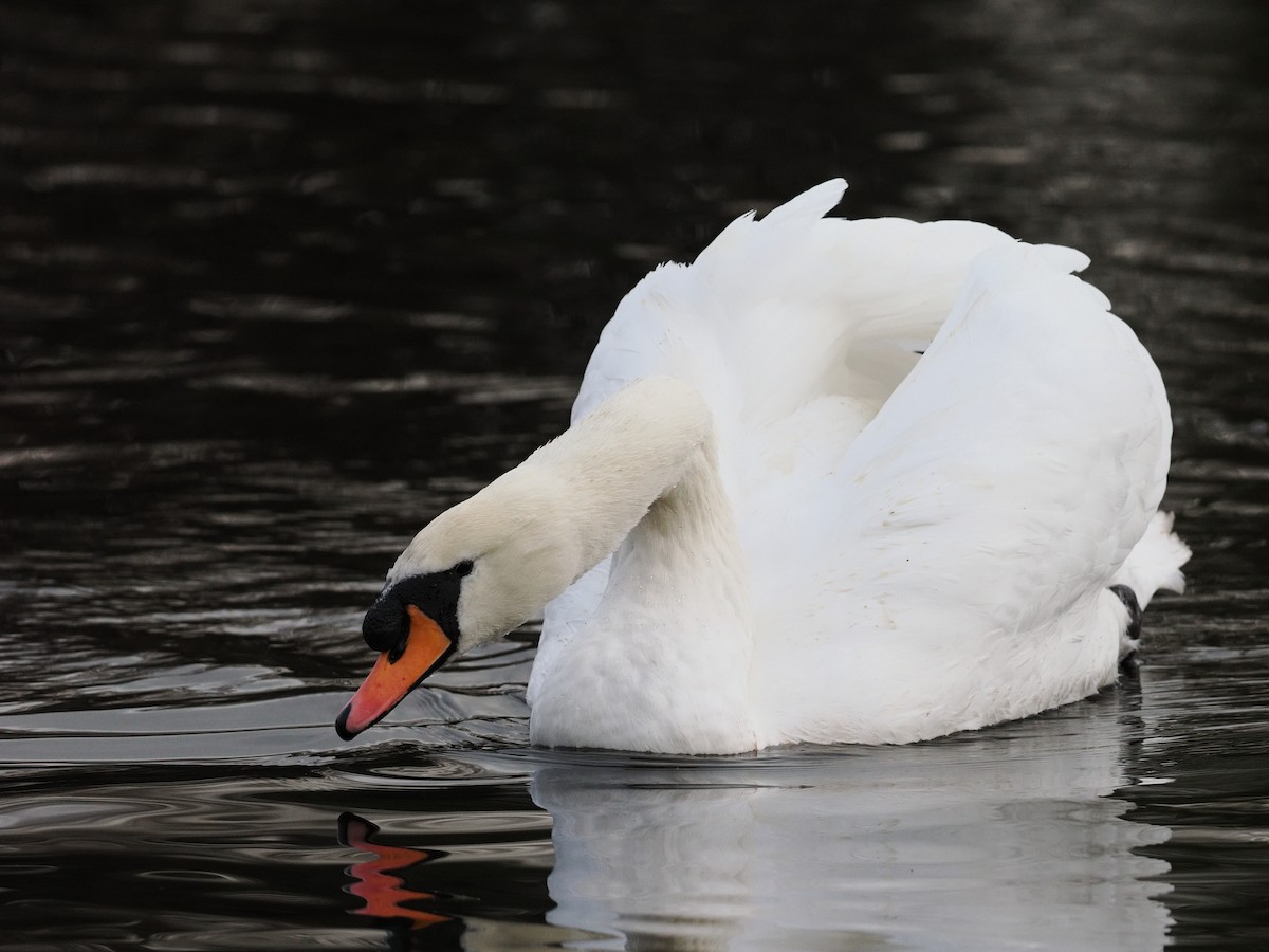 Mute Swan - ML646202834