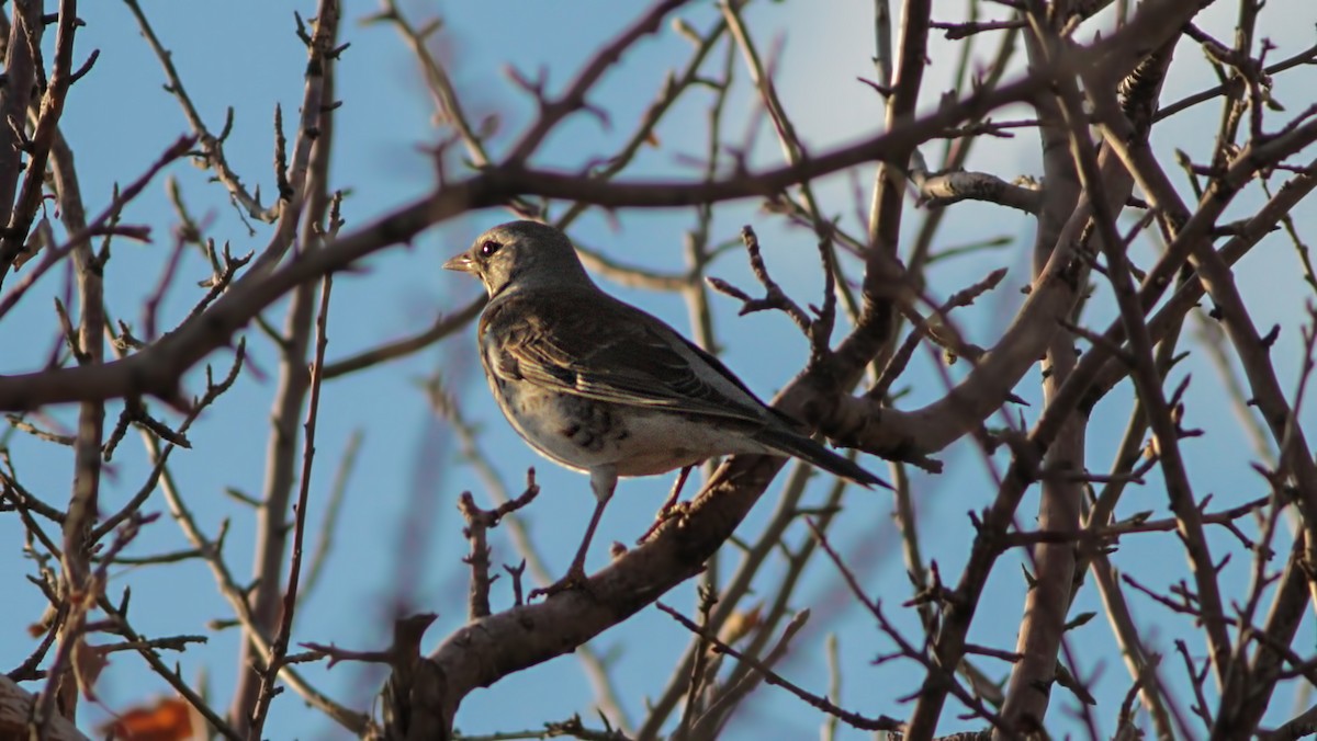 Fieldfare - ML646202835