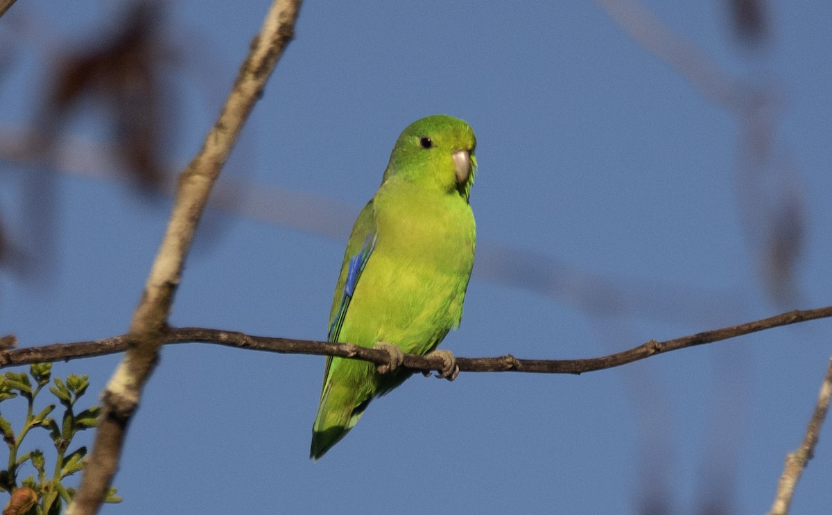 Cobalt-rumped Parrotlet - ML646202836