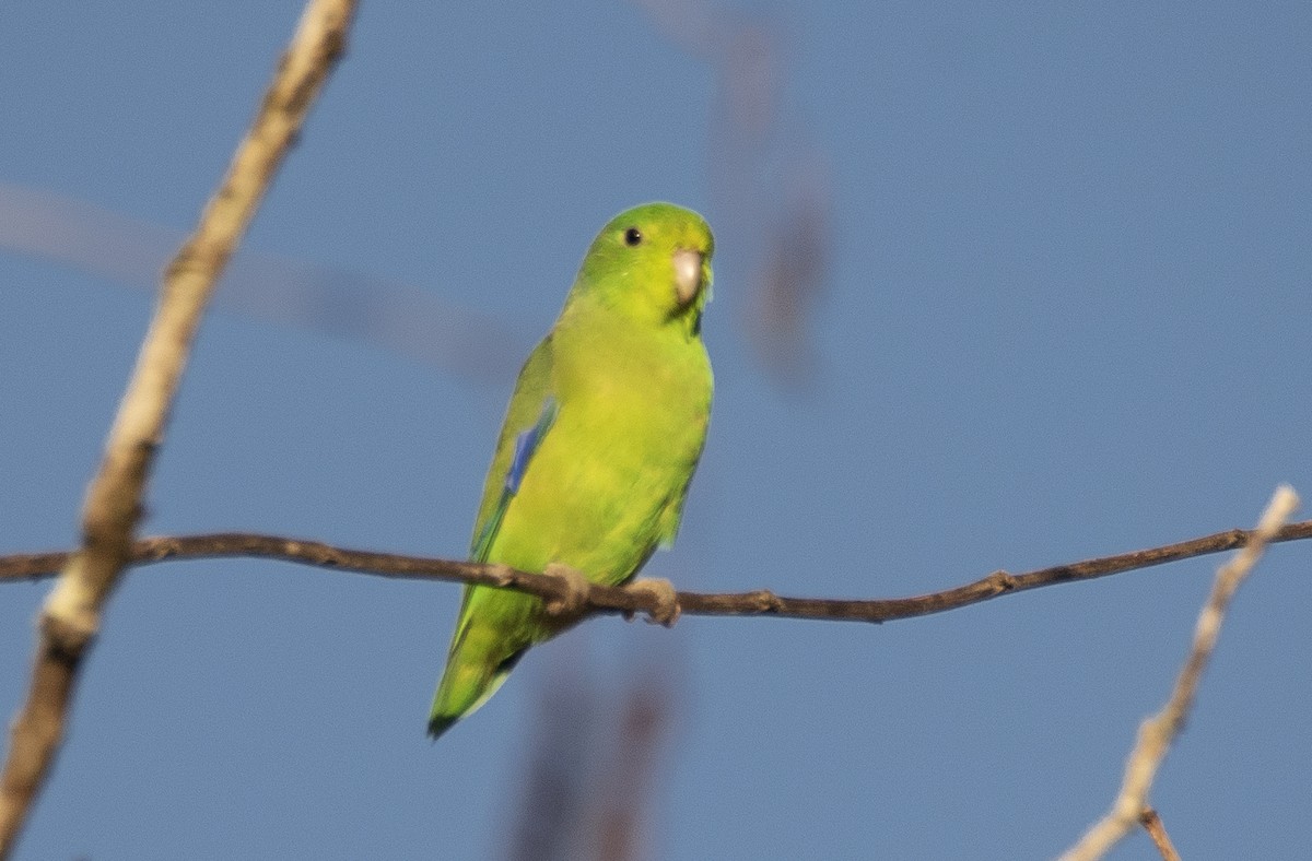 Cobalt-rumped Parrotlet - ML646202837