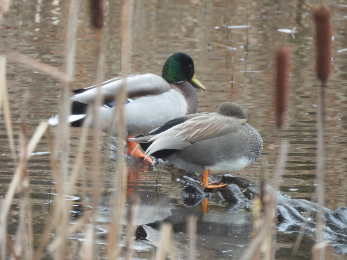 Gadwall - ML646202839