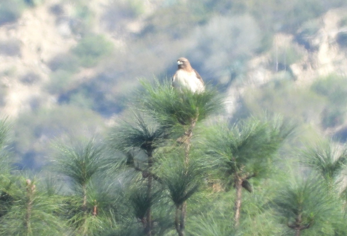 Red-tailed Hawk - ML646202840
