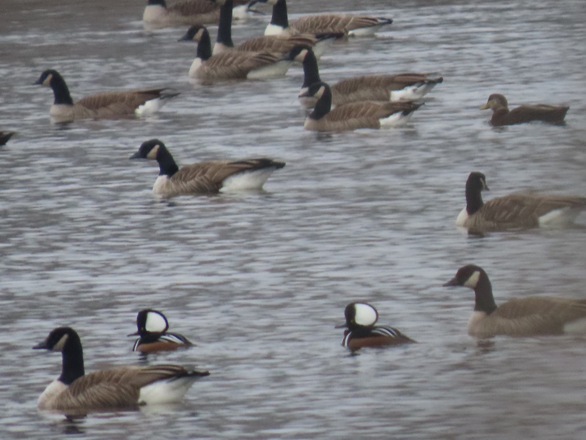 Hooded Merganser - ML646202841