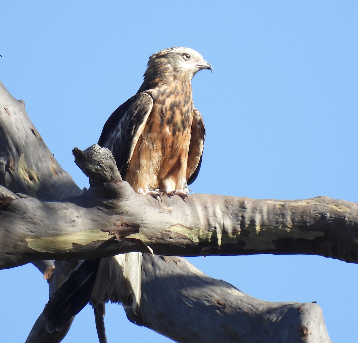 Square-tailed Kite - ML646202842