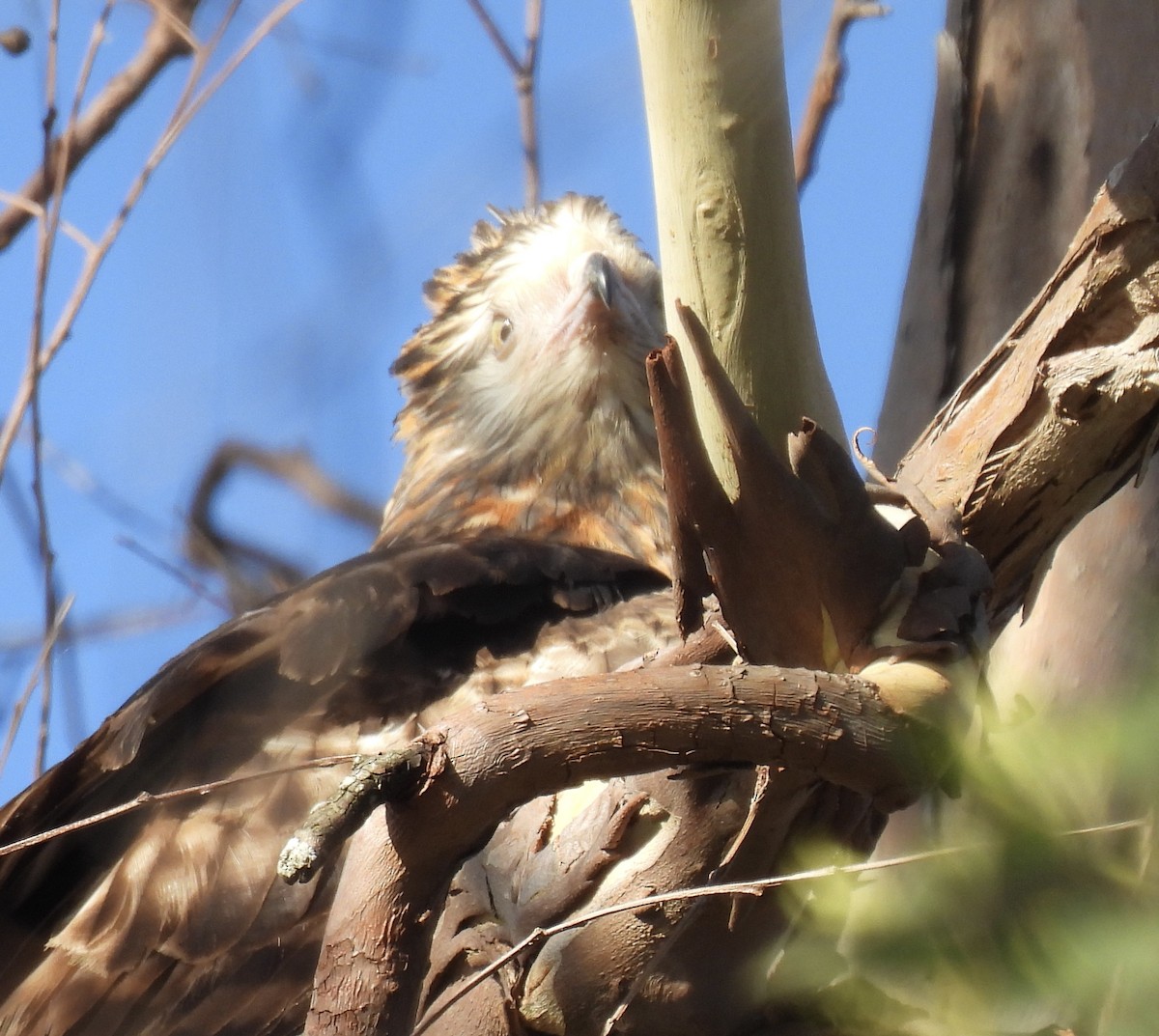 Square-tailed Kite - ML646202843