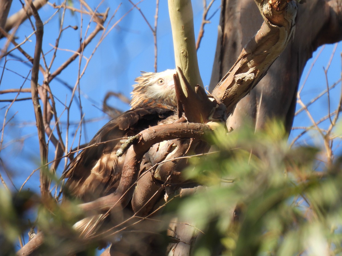 Square-tailed Kite - ML646202844