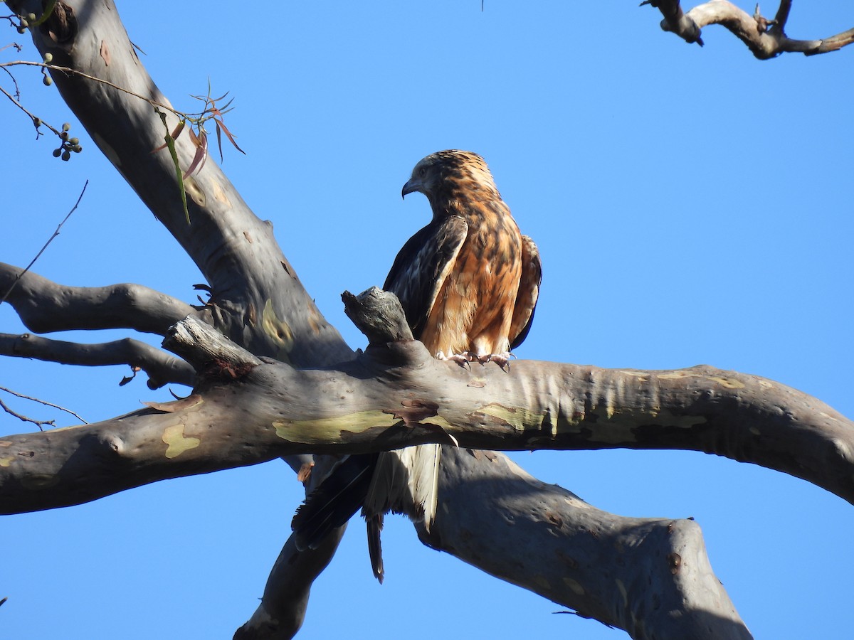 Square-tailed Kite - ML646202845
