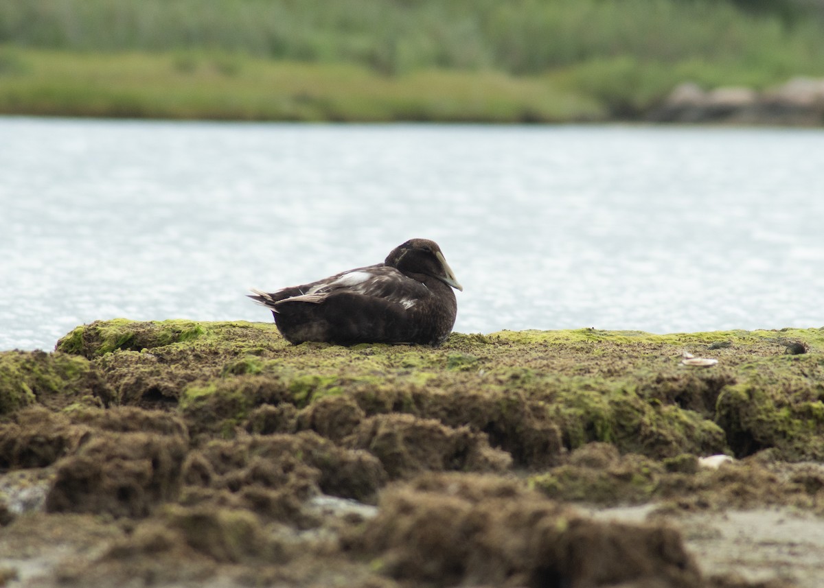 Common Eider - ML646202846
