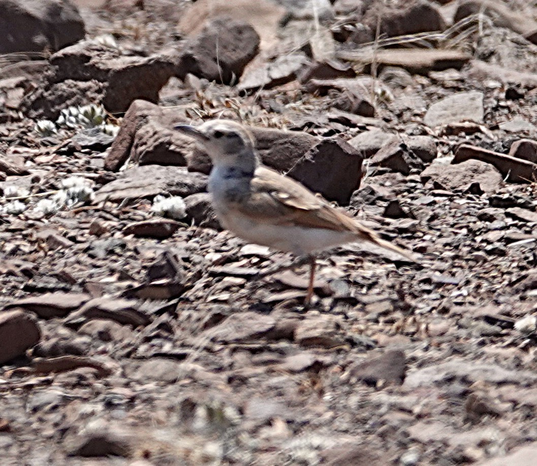 Gray's Lark - ML646202847
