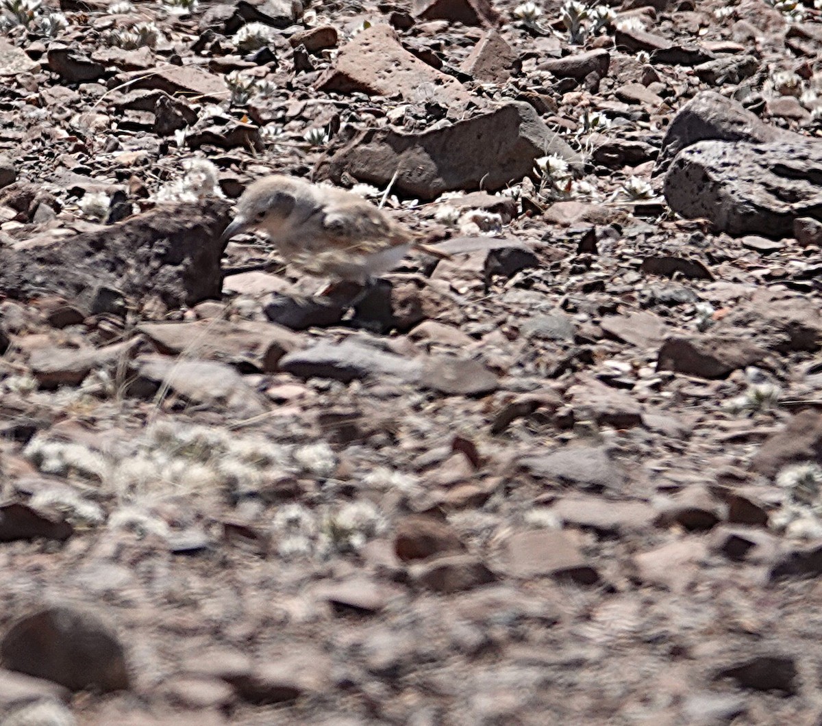 Gray's Lark - ML646202848