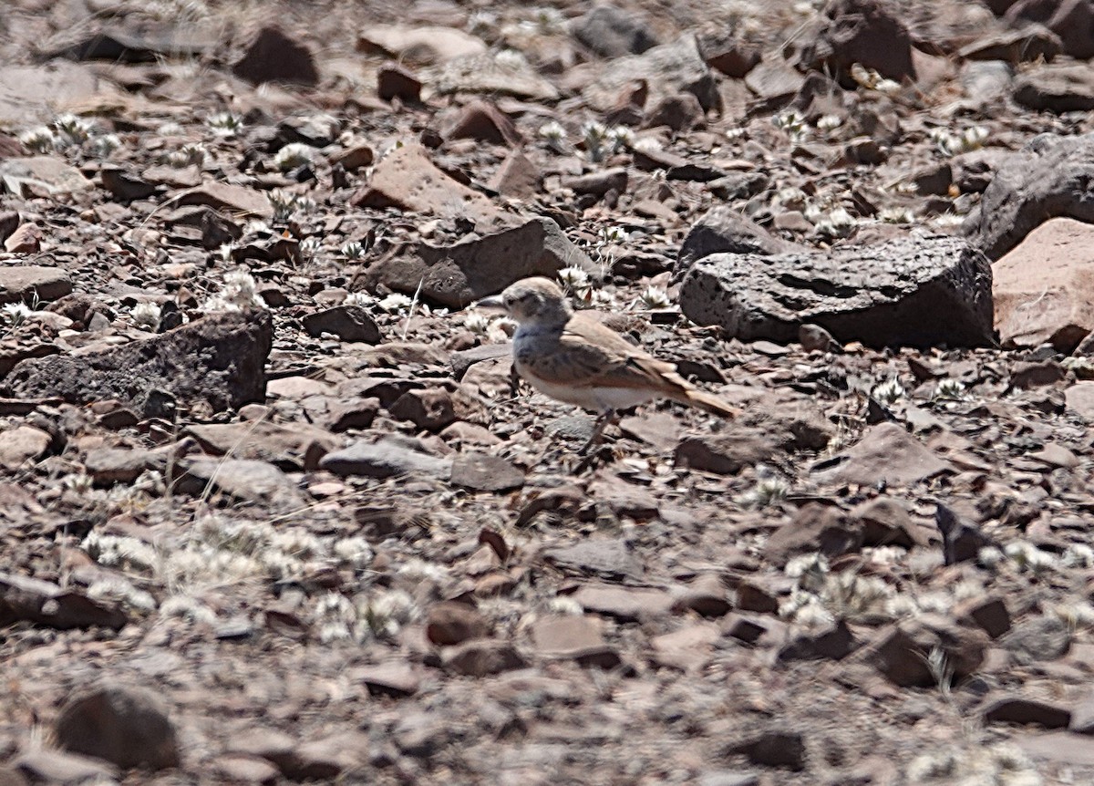 Gray's Lark - ML646202849