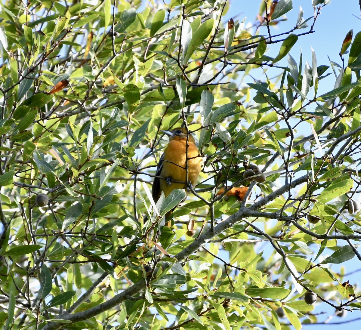 Baltimore Oriole - ML646202850