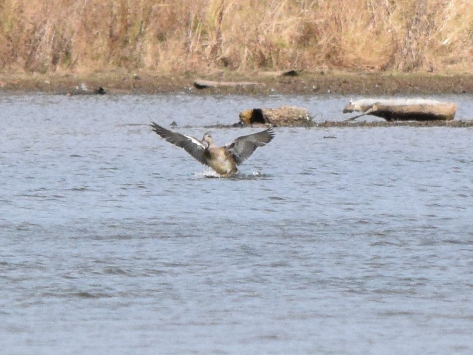 Gadwall - ML646202851