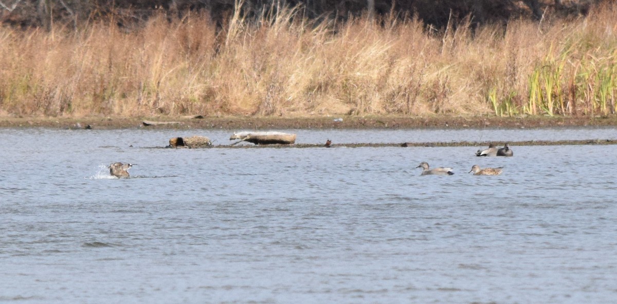 Gadwall - ML646202852