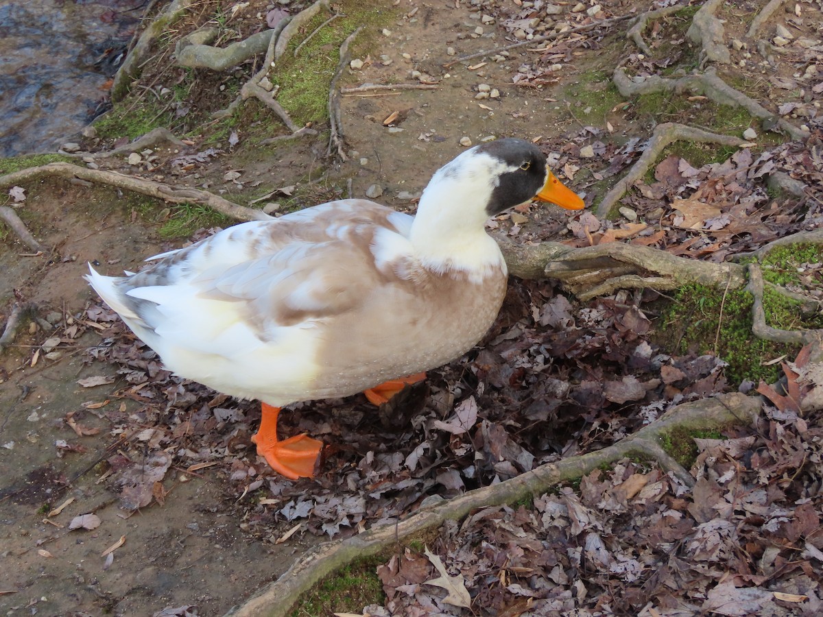 Mallard (Domestic type) - ML646202853
