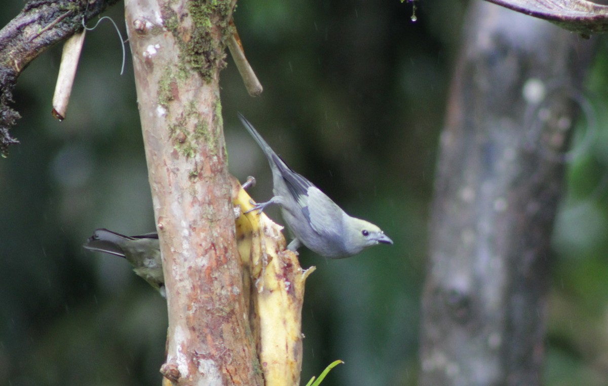 Palm Tanager - ML646202854