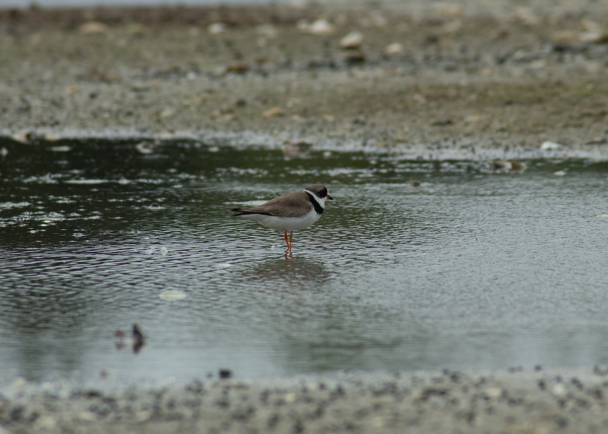 Semipalmated Plover - ML646202855