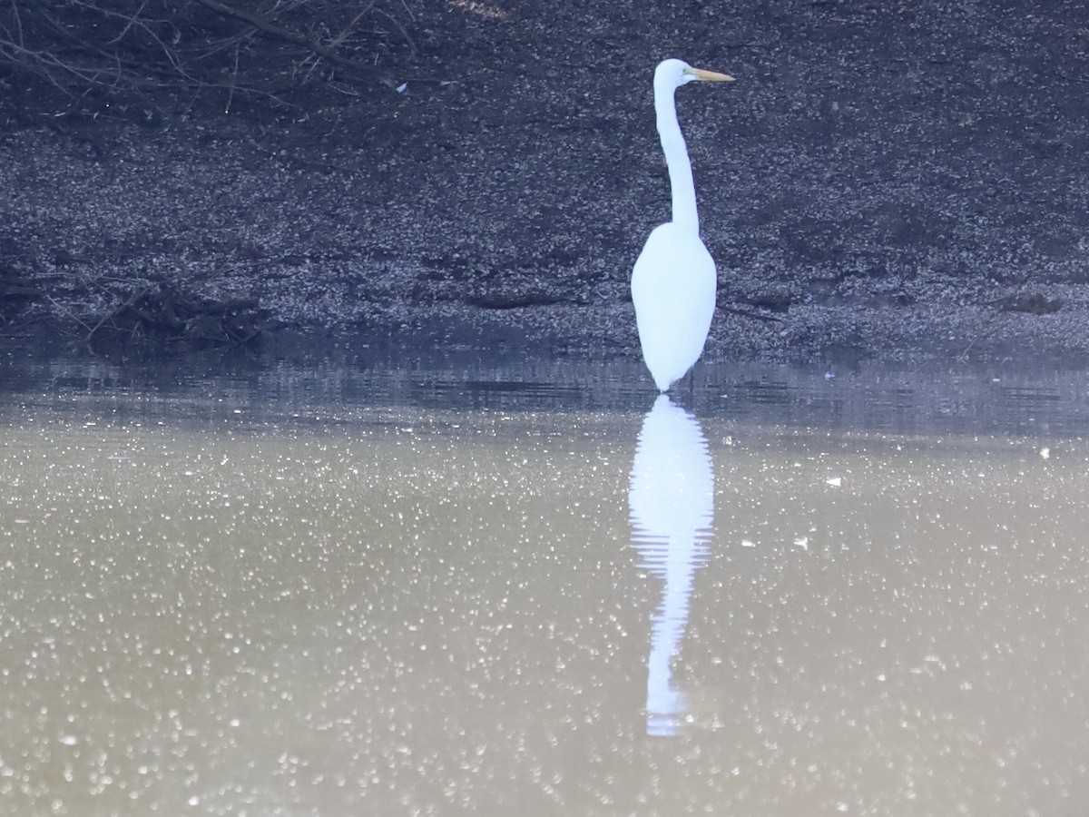 Great Egret - ML646202856