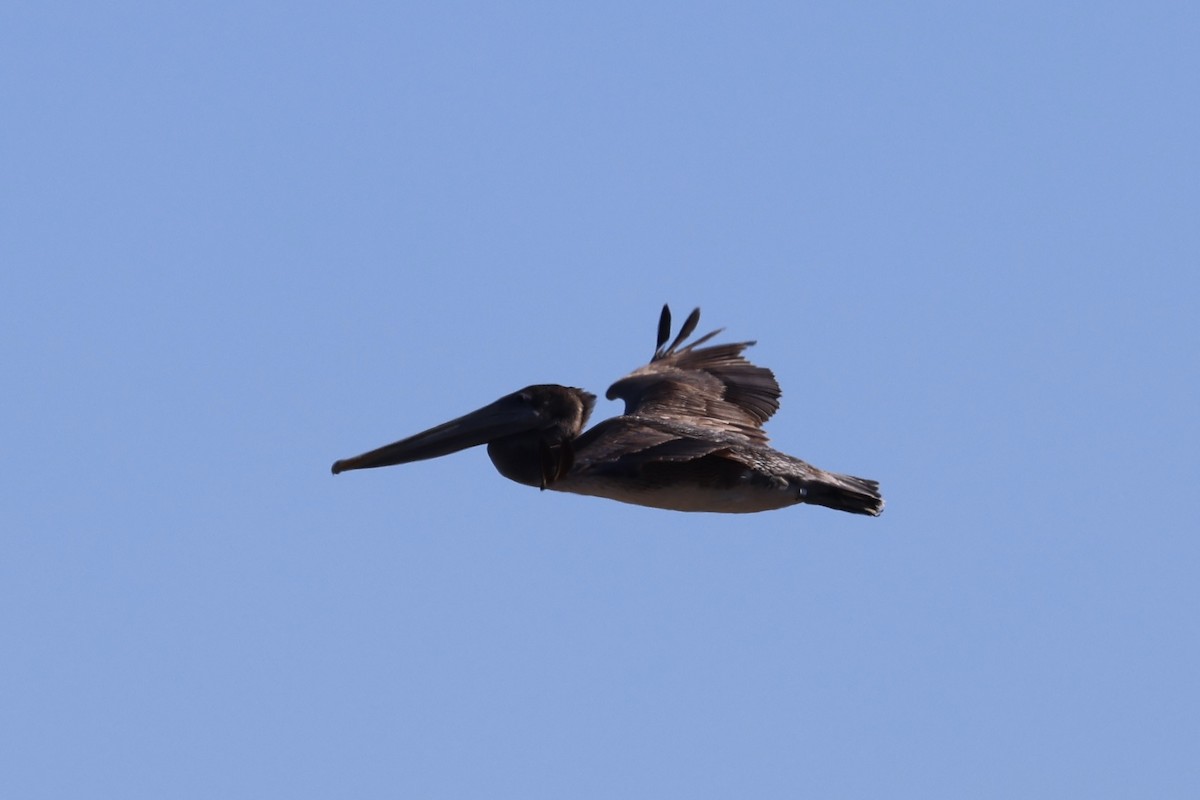 Brown Pelican - ML646202858