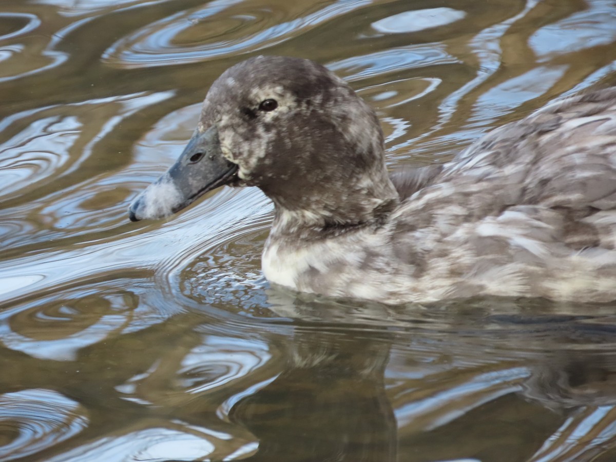 Mallard (Domestic type) - ML646202859