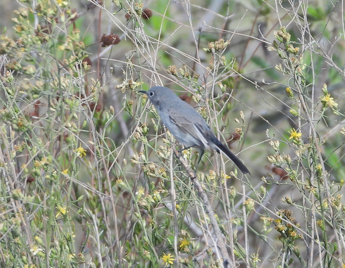 Blue-gray Gnatcatcher - ML646202867