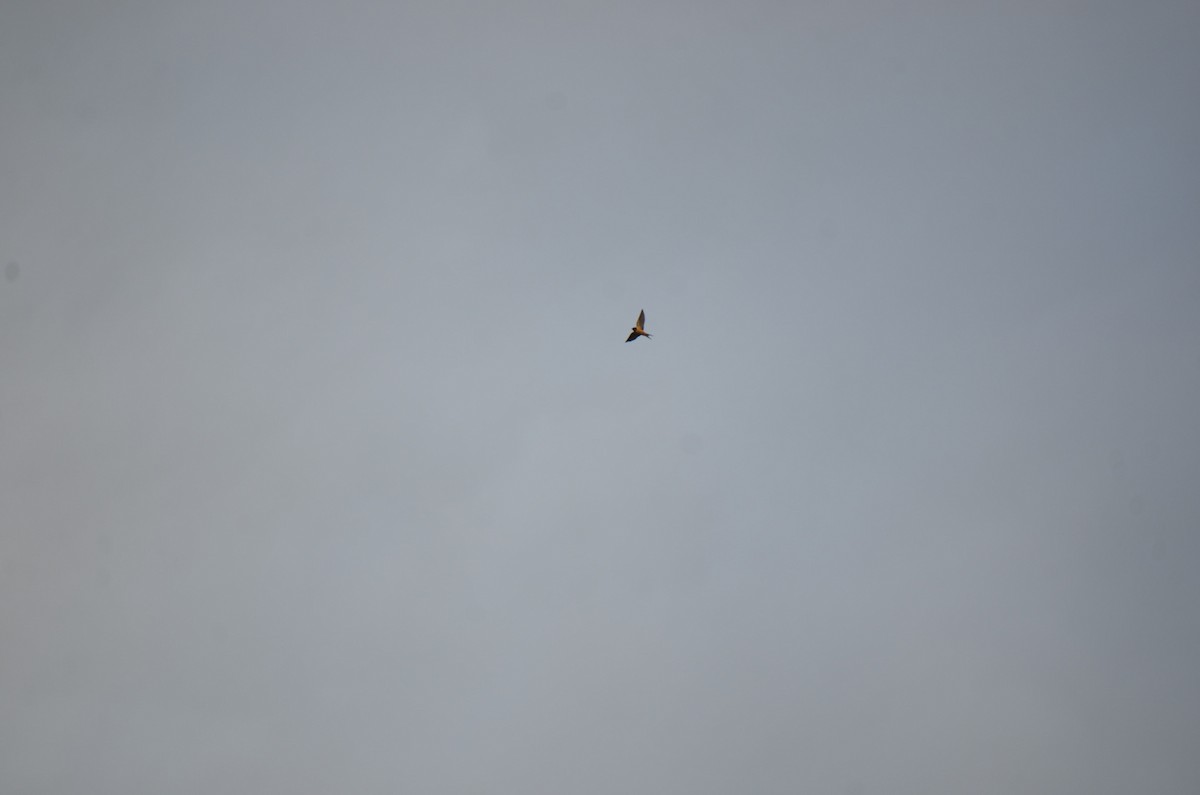 Ластівка сільська - ML646202868