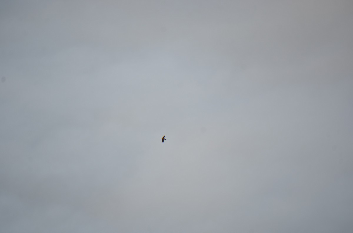 Ластівка сільська - ML646202869