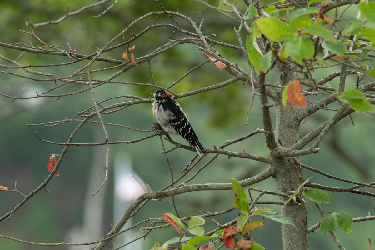 Downy Woodpecker - ML646202879