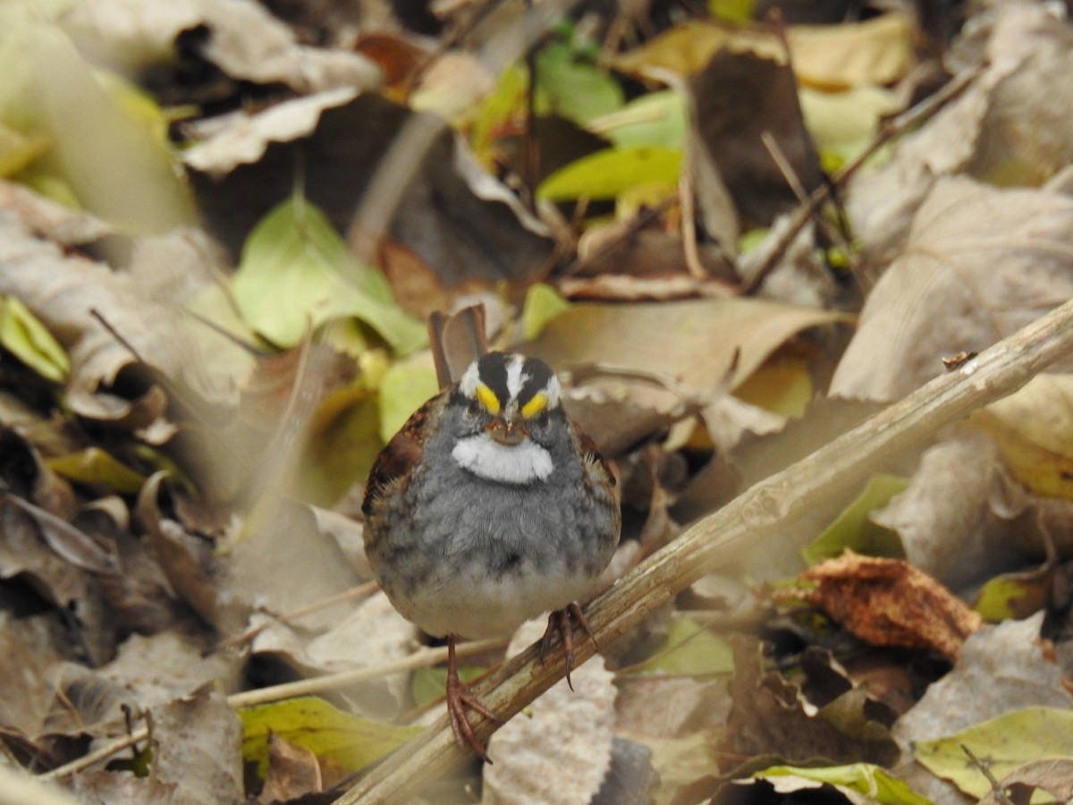 ノドジロシトド - ML646202880