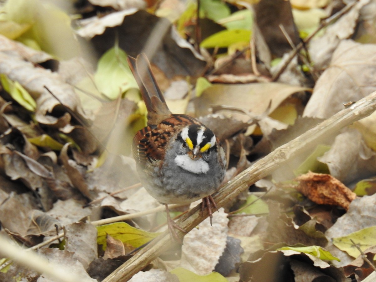 ノドジロシトド - ML646202881