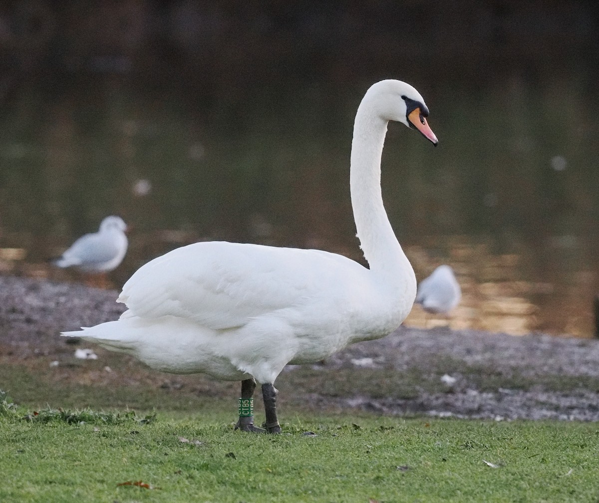 Mute Swan - ML646202883