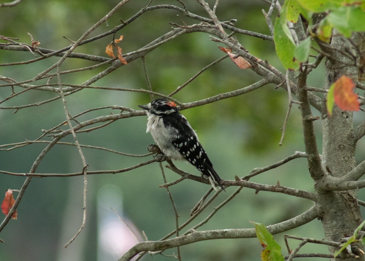 Downy Woodpecker - ML646202889