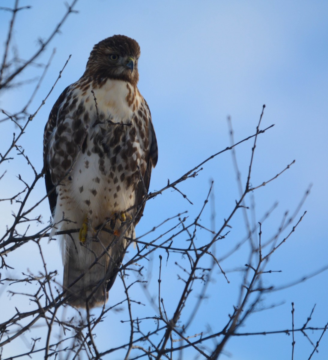 Red-tailed Hawk - ML646202890