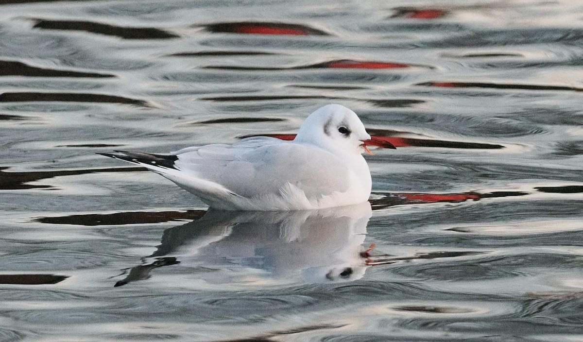 Black-headed Gull - ML646202891