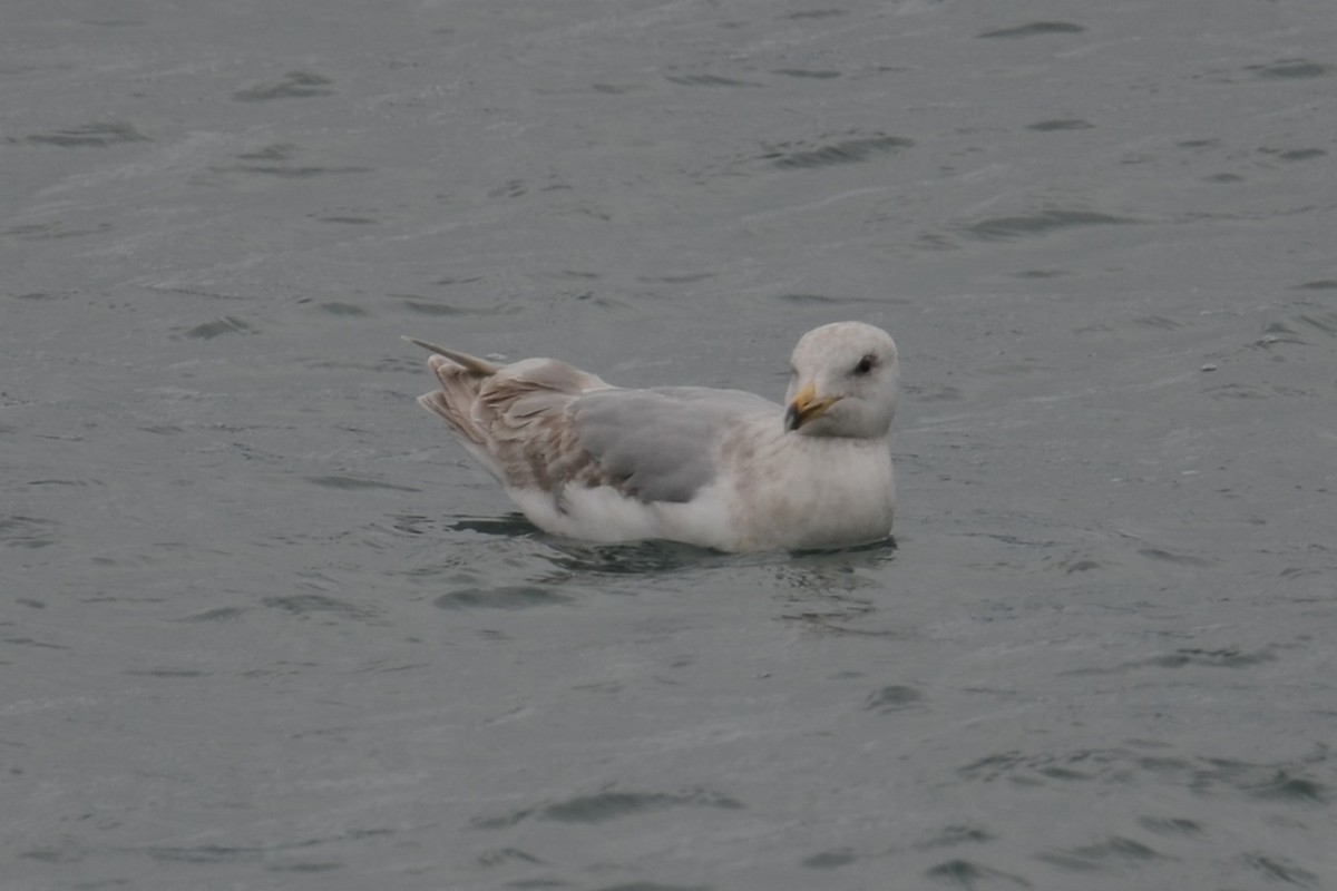 Glaucous-winged Gull - ML646202892