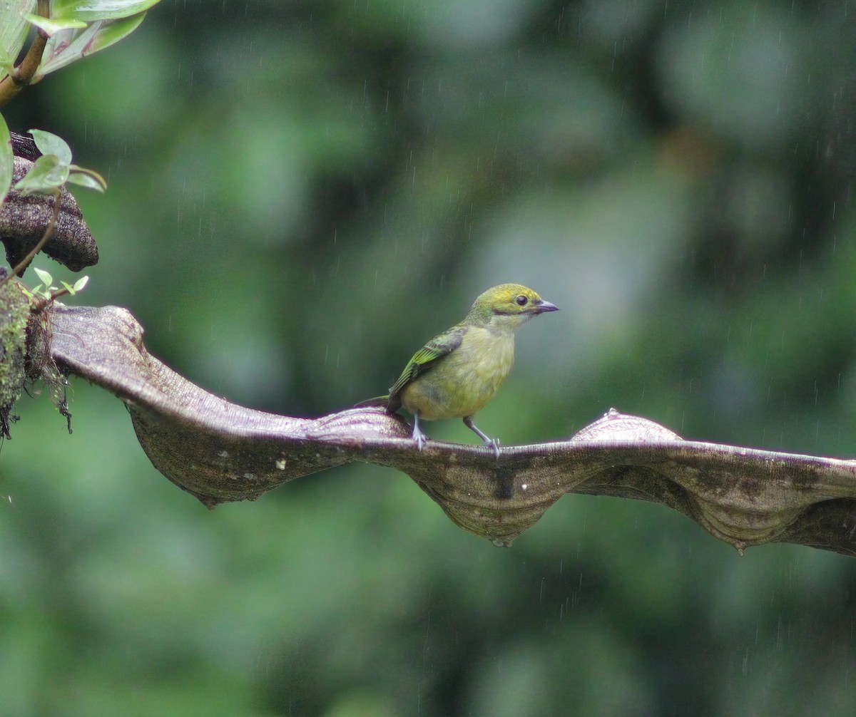 Silver-throated Tanager - ML646202894