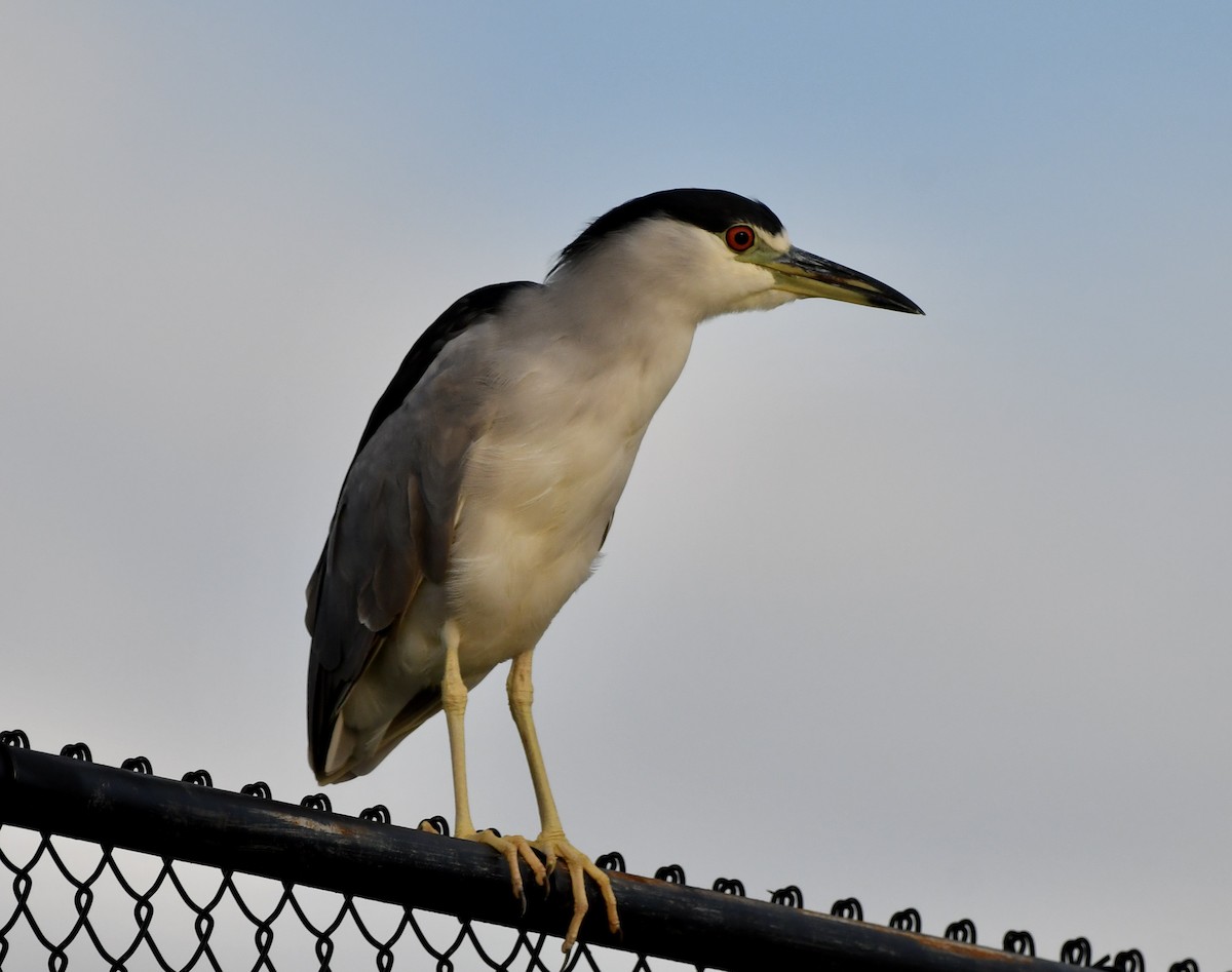 Black-crowned Night Heron (American) - ML646202898