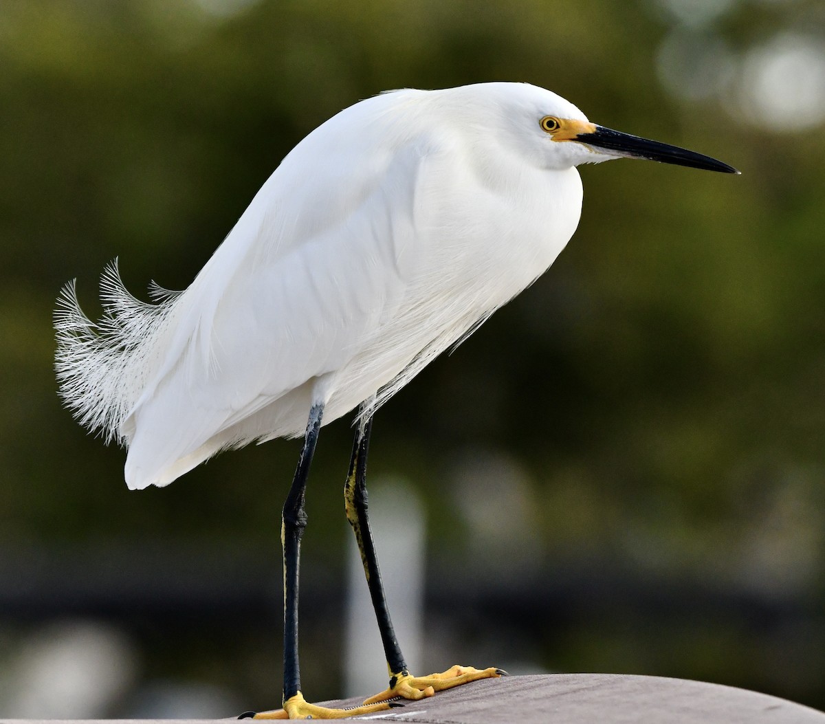Snowy Egret - ML646202905
