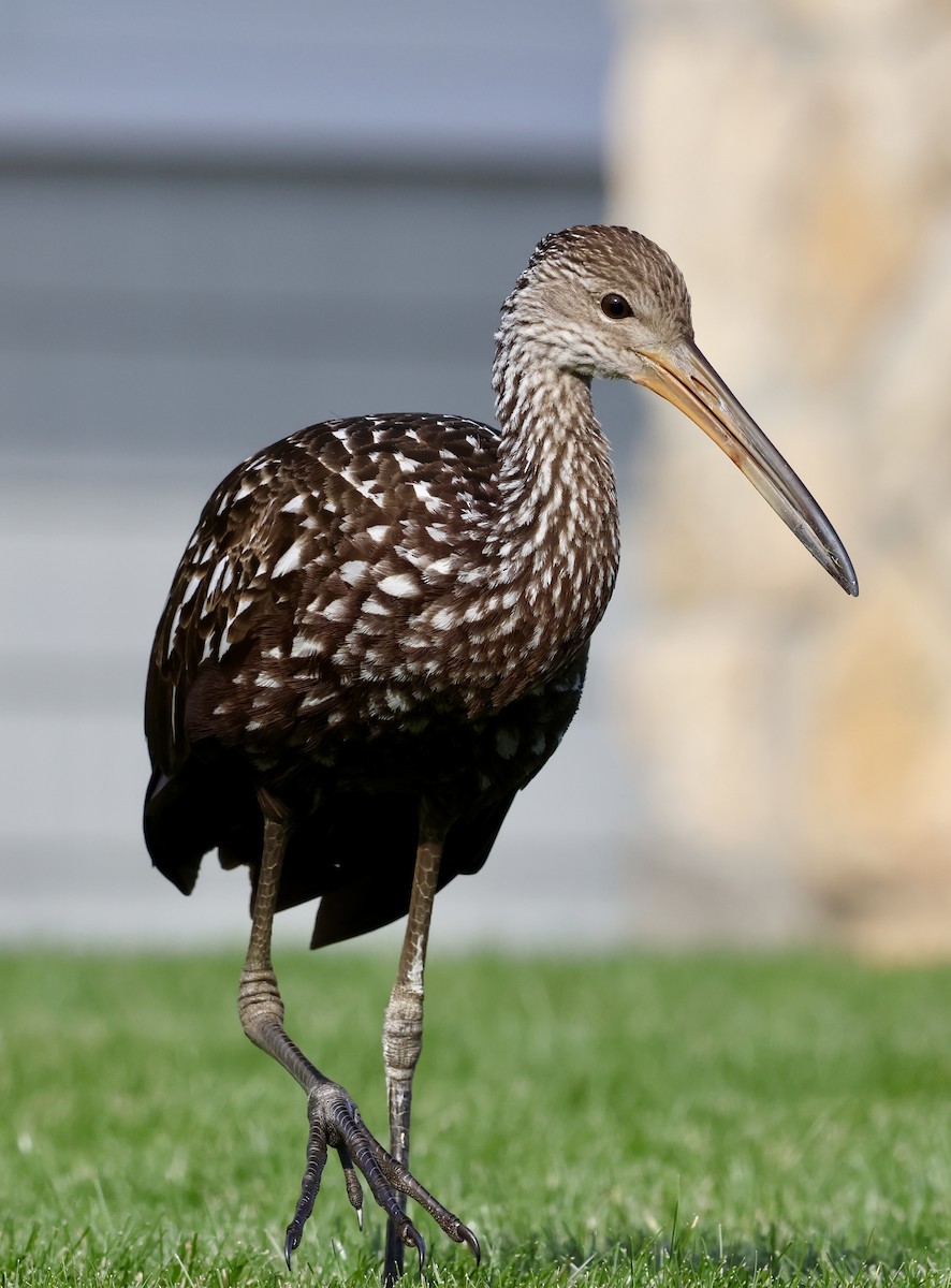 Limpkin - ML646202907
