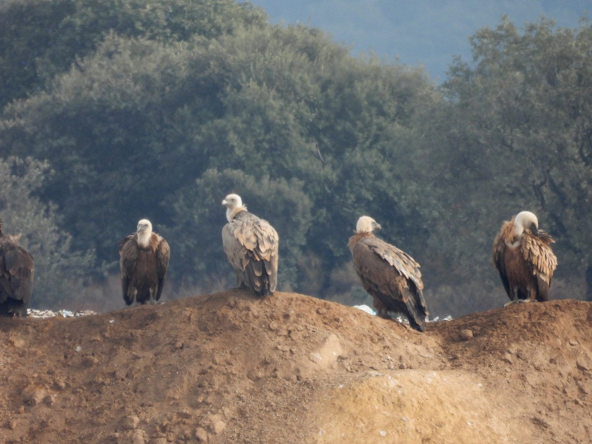 Eurasian Griffon - ML646202908