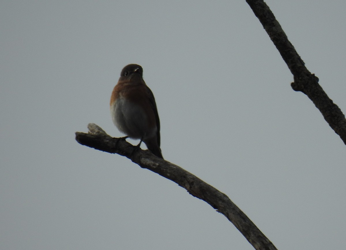 Eastern Bluebird - ML646202911