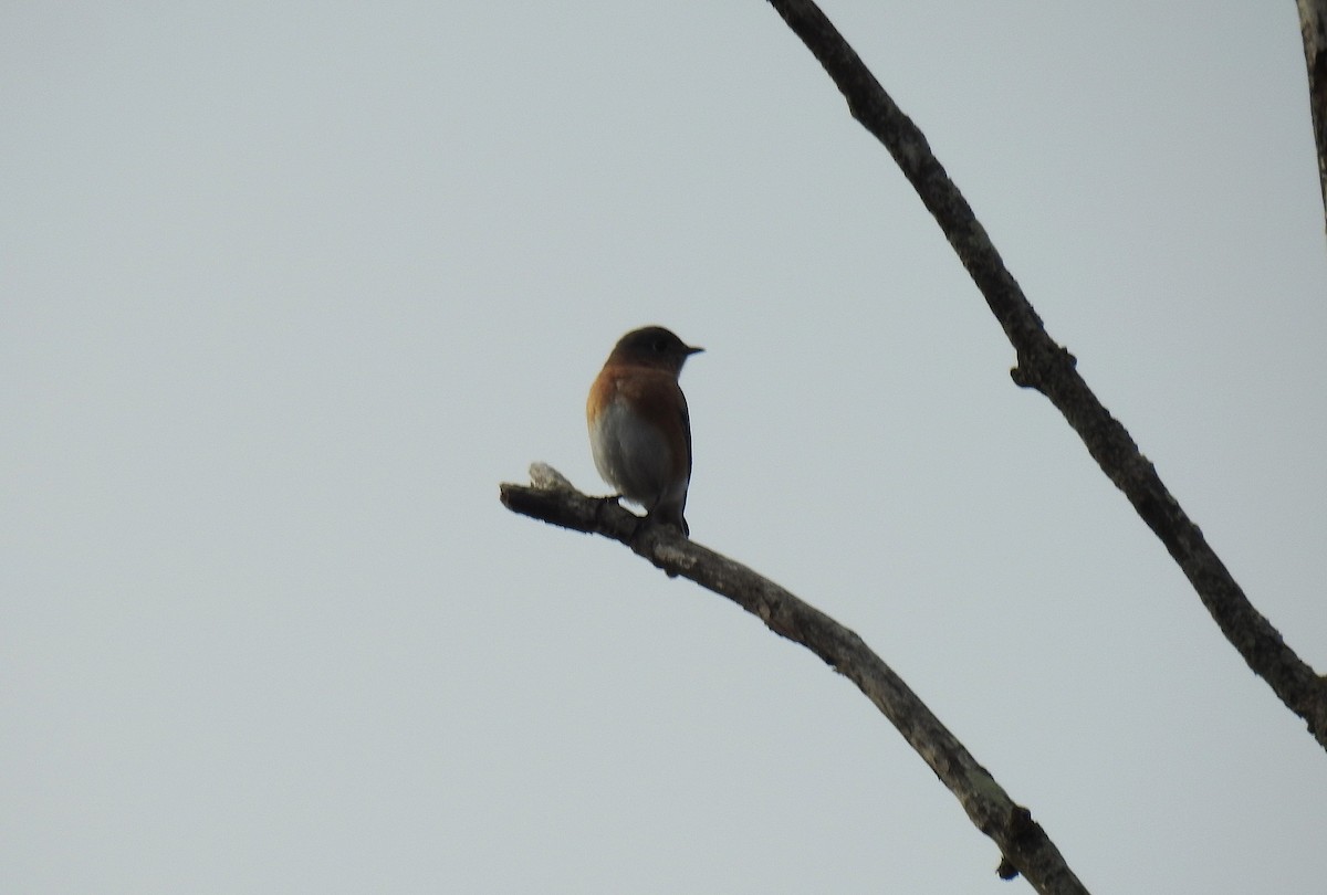 Eastern Bluebird - ML646202912
