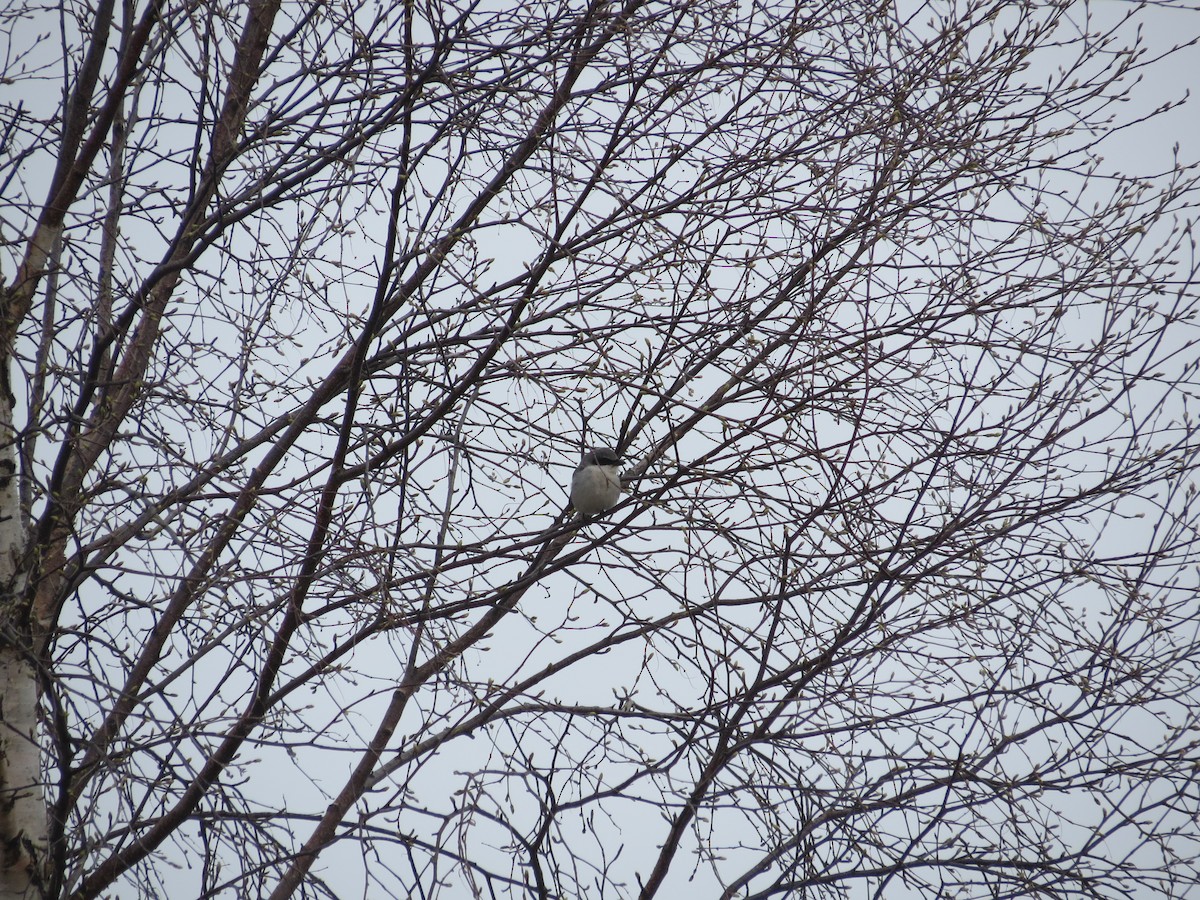 Loggerhead Shrike - ML646202913